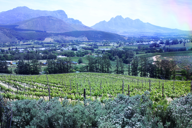 Wine Country vineyard